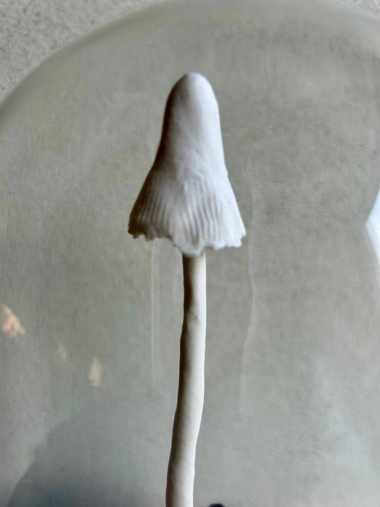 Mycelium vrucht 4