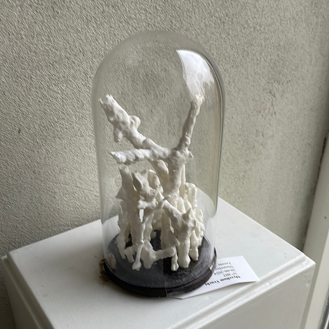 Mycelium vrucht nr 3