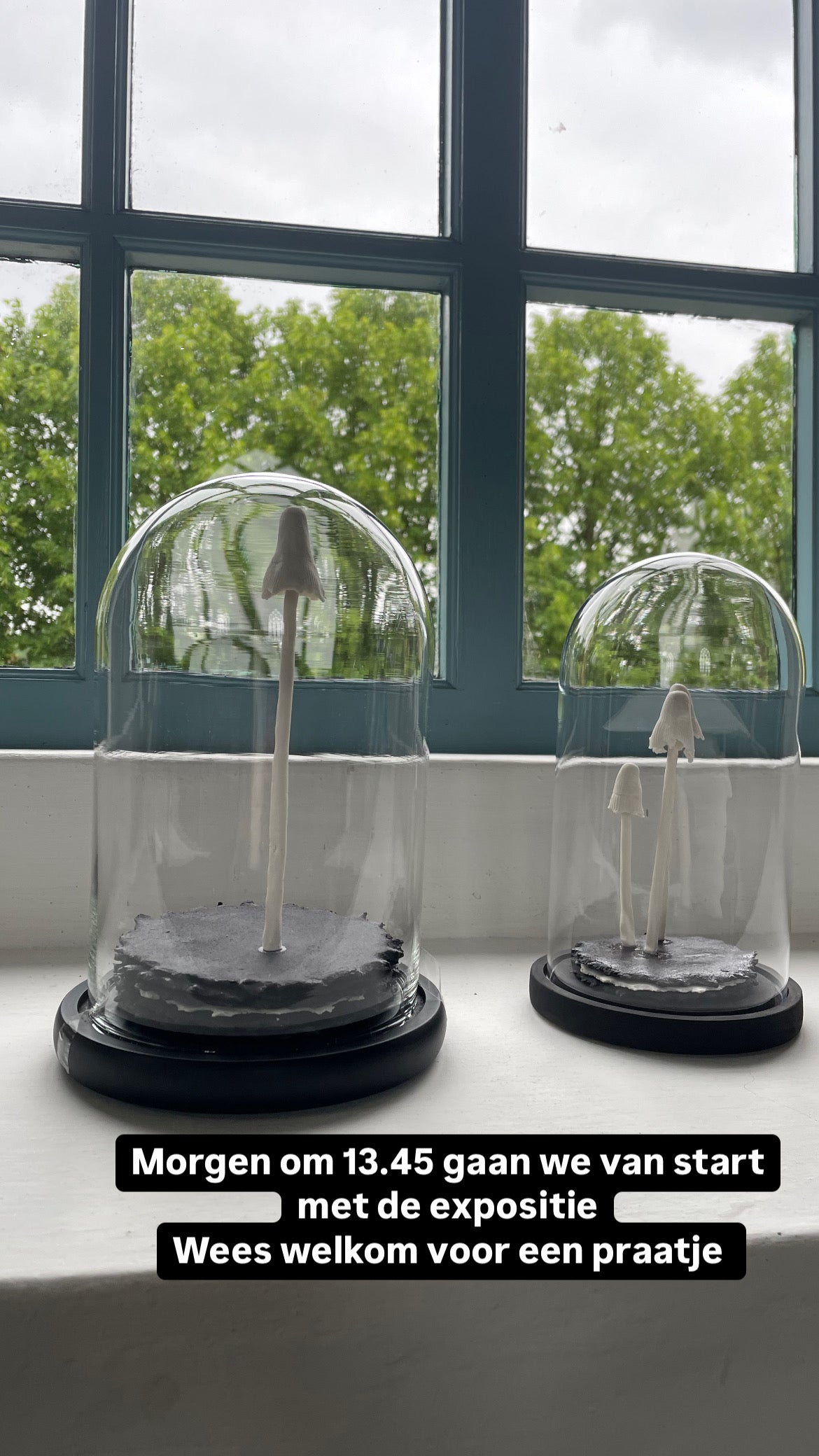 Mycelium vrucht 4