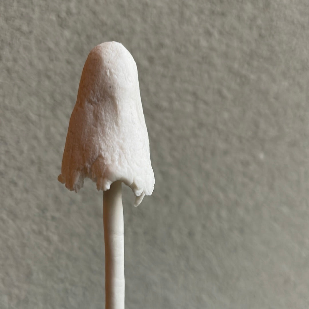 Mycelium vrucht nr 1