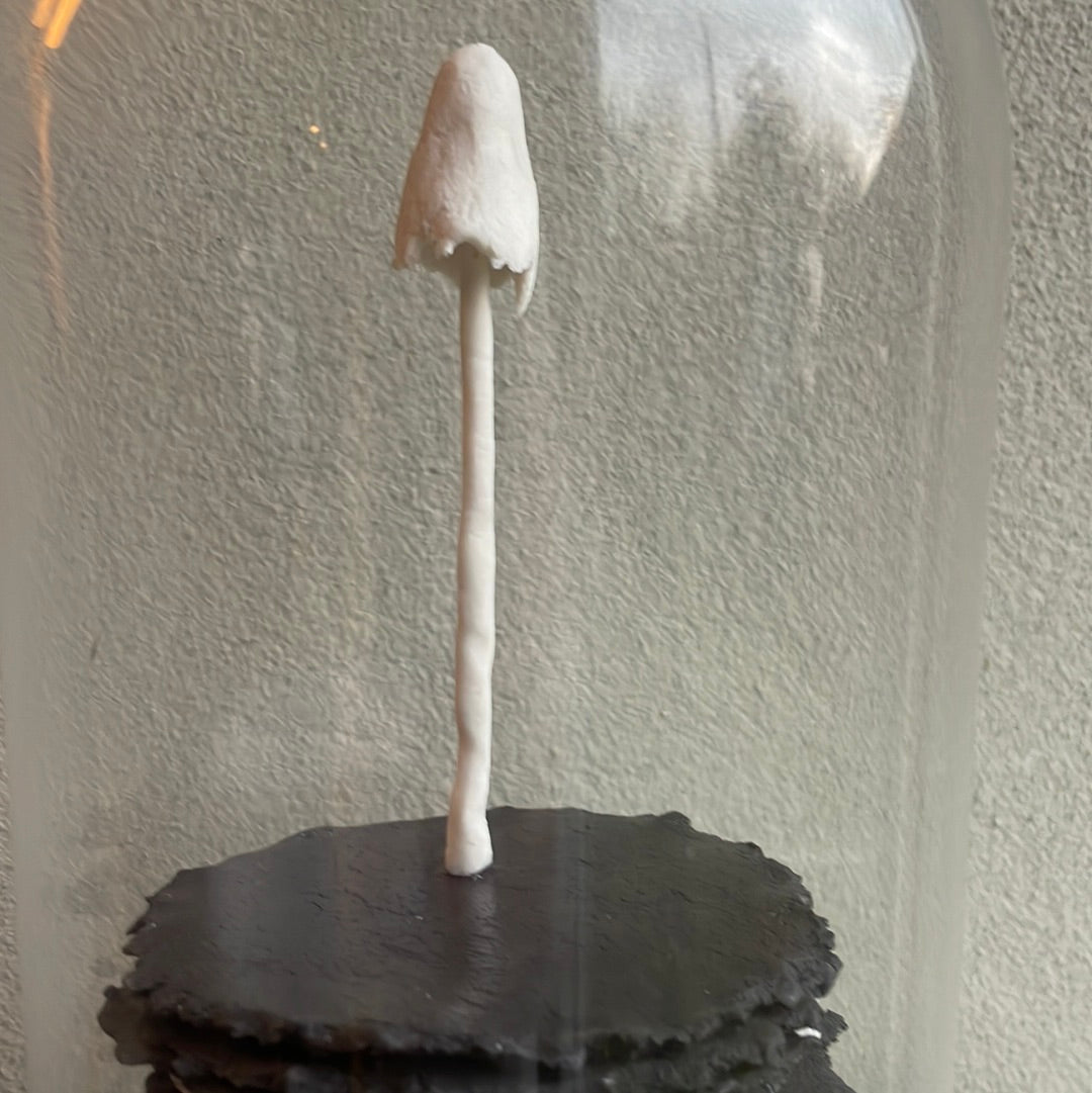 Mycelium vrucht nr 1