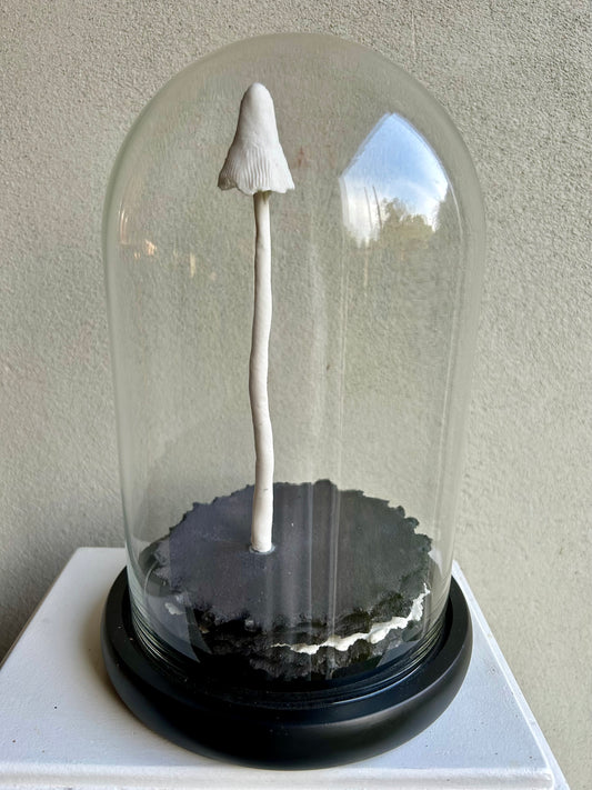 Mycelium vrucht 4
