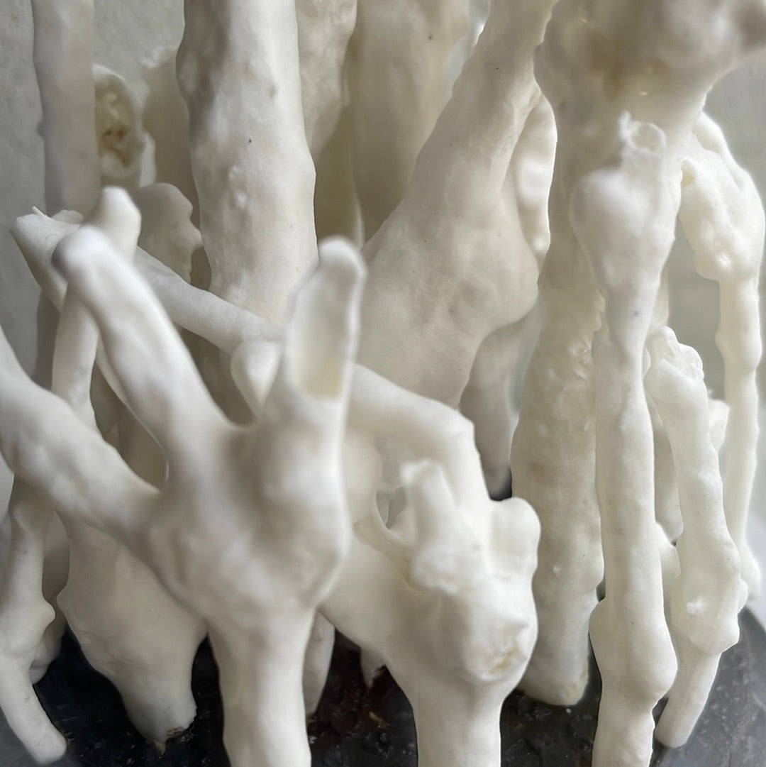 Mycelium vrucht nr 3